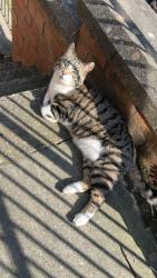 Lost Male Cat last seen Burngreave/. Pitsmoor, South Yorkshire, England S3
