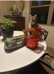 Lost Female Cat last seen Birch hill and big trail, San Antonio, TX 78232