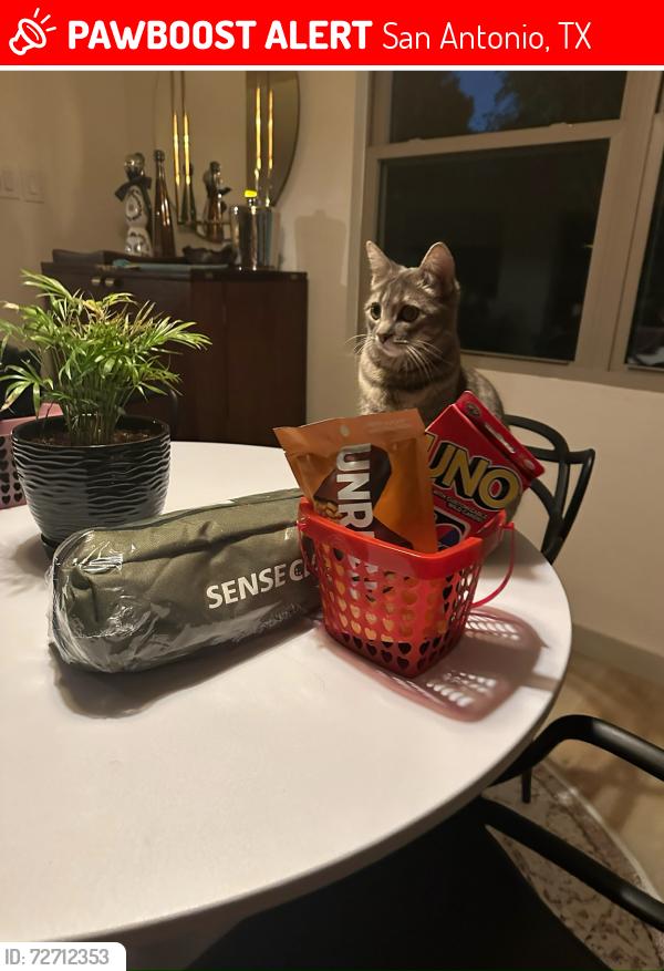 Lost Female Cat last seen Birch hill and big trail, San Antonio, TX 78232