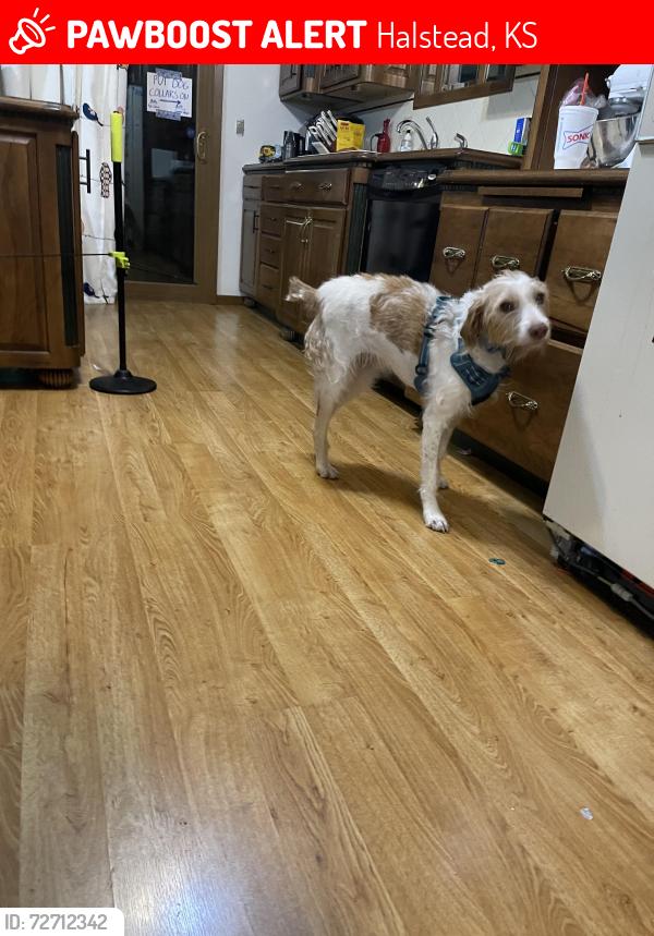 Lost Female Dog last seen 6th and Sweezy, hmstd of Halstead, Halstead, KS 67056