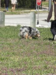 Found/Stray Unknown Dog last seen Grass field near the community mural and train tracks, Louisville, KY 40204