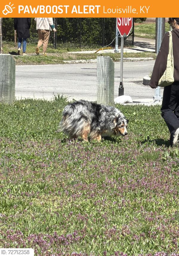Found/Stray Unknown Dog last seen Grass field near the community mural and train tracks, Louisville, KY 40204