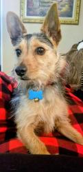 Lost Male Dog last seen Sycamore School Rd, Fort Worth, TX 76134