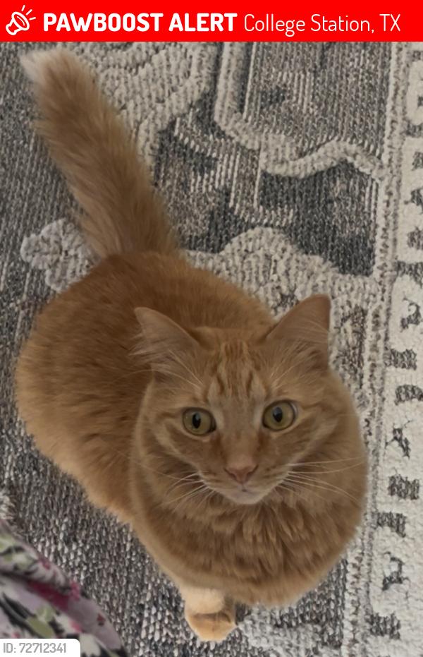 Lost Female Cat last seen Near Raleigh dr college station, College Station, TX 77845