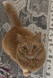 Lost Female Cat last seen Near Raleigh dr college station, College Station, TX 77845