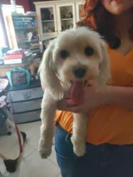 Found/Stray Male Dog last seen Kuykendahl and London Way , Spring, TX 77389
