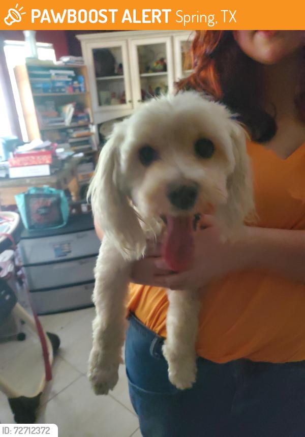 Found/Stray Male Dog last seen Kuykendahl and London Way , Spring, TX 77389