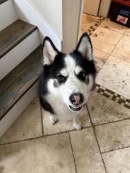 Found/Stray Male Dog last seen West airport and Dairy Ashford, Sugar Land, TX 77478