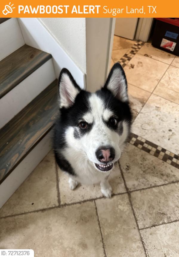 Found/Stray Male Dog last seen West airport and Dairy Ashford, Sugar Land, TX 77478
