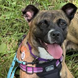 Lost Female Dog last seen ten ten rd, Wake County, NC 27539