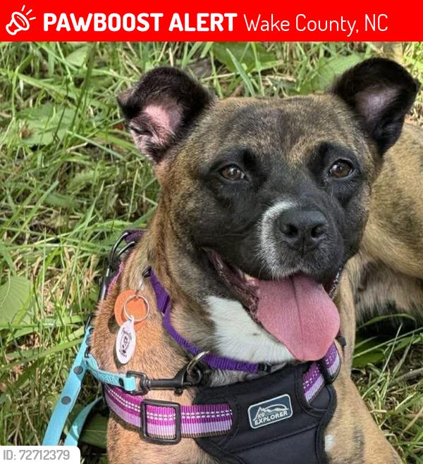 Lost Female Dog last seen ten ten rd, Wake County, NC 27539