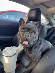Found/Stray Male Dog last seen Cardiff st and skyline , Lemon Grove, CA 91945