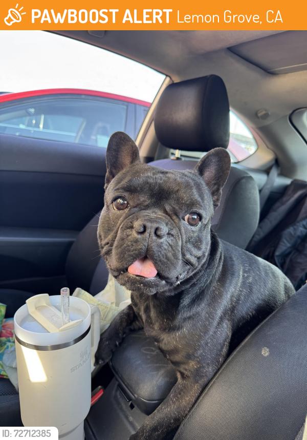 Found/Stray Male Dog last seen Cardiff st and skyline , Lemon Grove, CA 91945