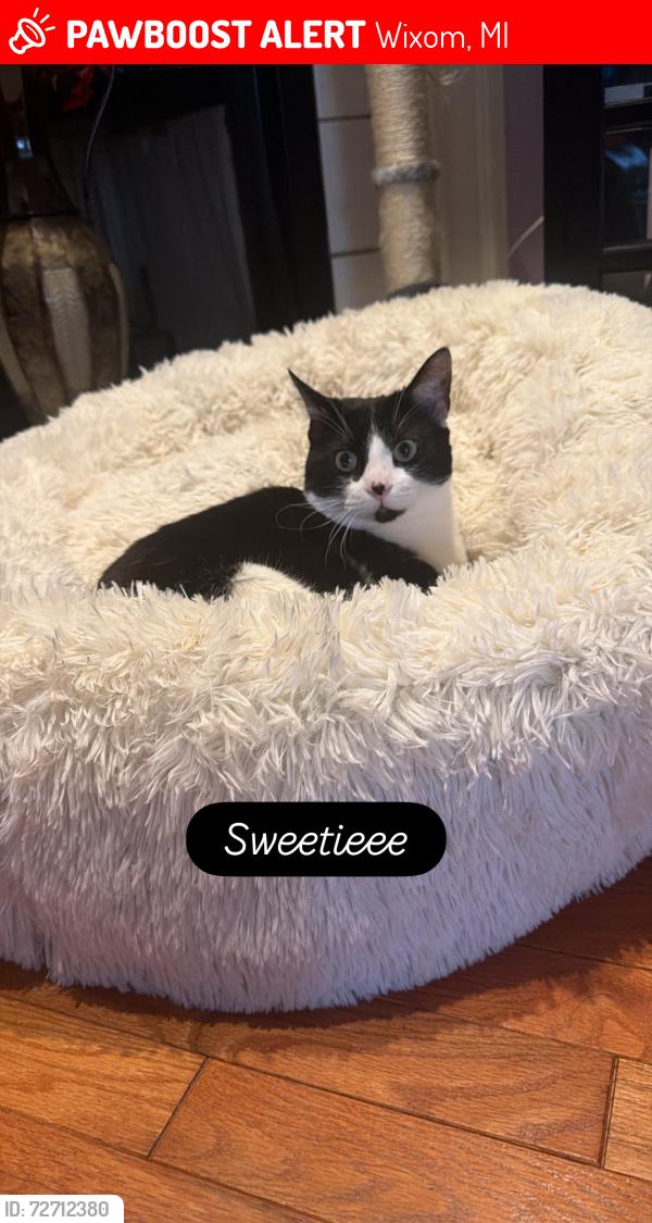 Lost Female Cat last seen Near Trailside Bvld, Wixom, MI 48393