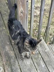 Found/Stray Unknown Cat last seen Cottage and Ruth , Saint Paul, MN 55119