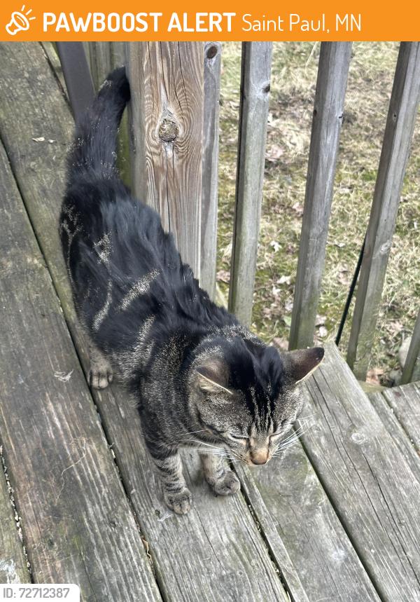 Found/Stray Unknown Cat last seen Cottage and Ruth , Saint Paul, MN 55119