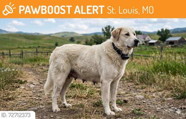 Found/Stray Female Dog last seen Bing Lau Chop Suey, St. Louis, MO 63107