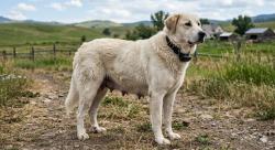 Found/Stray Female Dog last seen Bing Lau Chop Suey, St. Louis, MO 63107