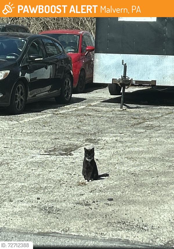 Found/Stray Unknown Cat last seen Lancaster ave Jeff D’Ambrosio parking lot living in a abandoned car top, Malvern, PA 19355