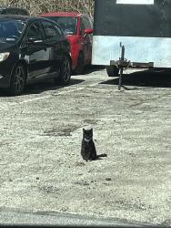 Found/Stray Unknown Cat last seen Lancaster ave Jeff D’Ambrosio parking lot living in a abandoned car top, Malvern, PA 19355