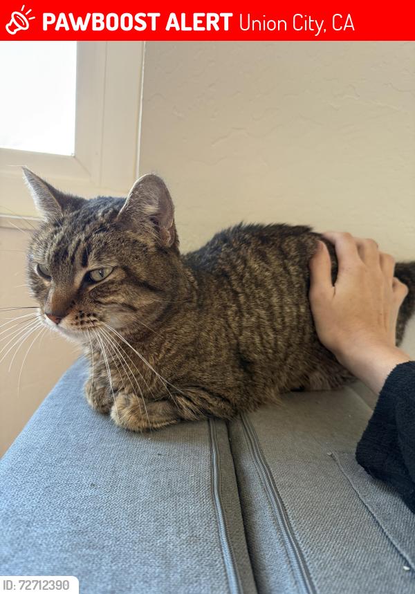 Lost Female Cat last seen Rainier Ct , Union City, CA 94587
