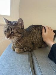 Lost Female Cat last seen Rainier Ct , Union City, CA 94587