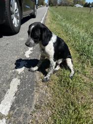 Found/Stray Male Dog last seen E bandys cross, Buffalo Shoals Rd, NC 28650