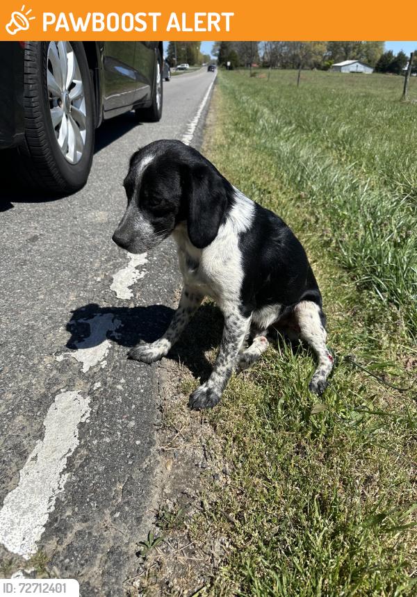 Found/Stray Male Dog last seen E bandys cross, Buffalo Shoals Rd, NC 28650