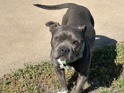 Found/Stray Male Dog last seen Close to the inflatable been roaming for several days., Oklahoma City, OK 73159