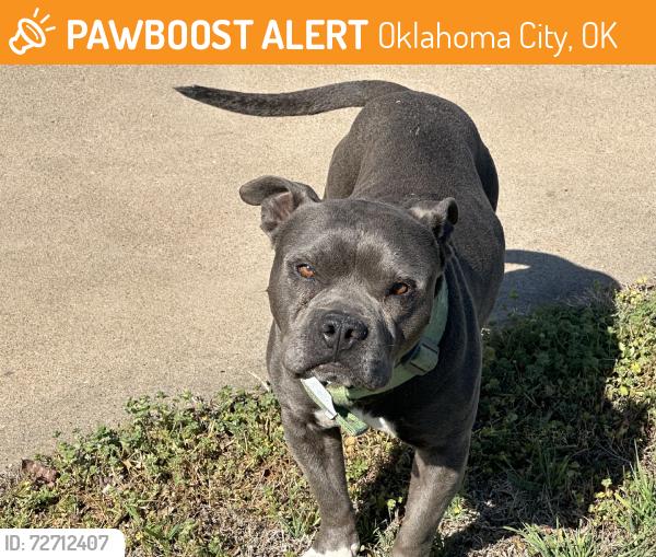 Found/Stray Male Dog last seen Close to the inflatable been roaming for several days., Oklahoma City, OK 73159