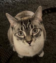 Lost Male Cat last seen 60th St NW, Glen Eden/Salmon Arm, Salmon Arm, BC V1E 0B2
