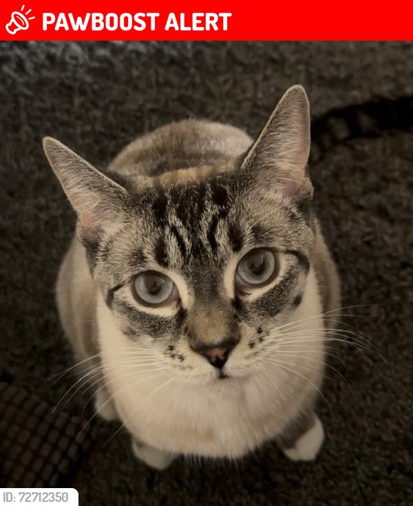 Lost Male Cat last seen 60th St NW, Glen Eden/Salmon Arm, Salmon Arm, BC V1E 0B2
