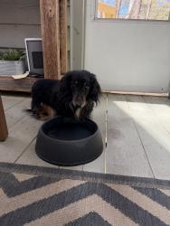 Found/Stray Female Dog last seen Roxborough, Roswell, GA 30076