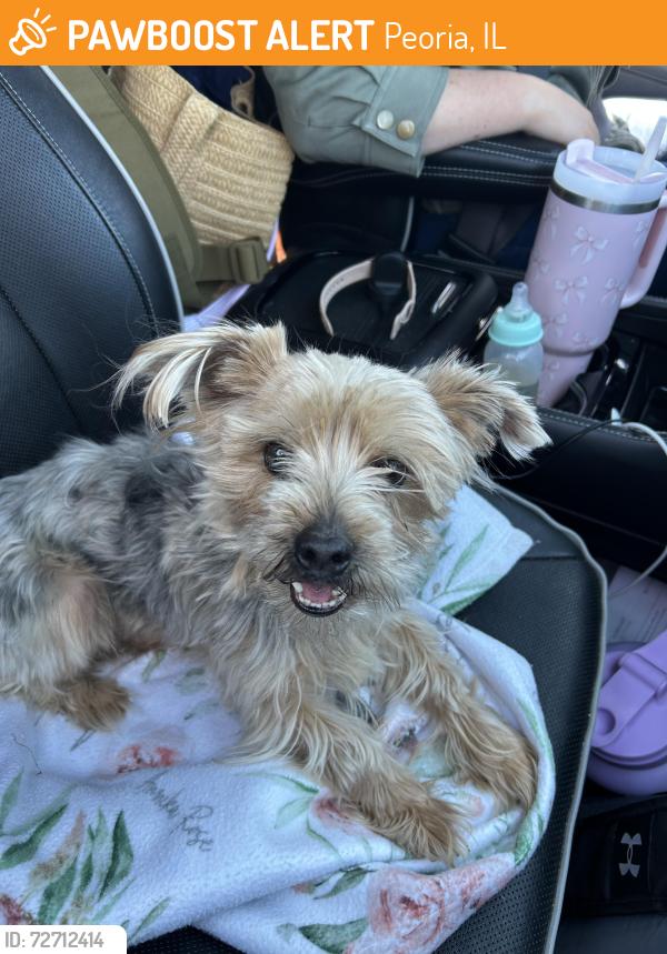 Found/Stray Unknown Dog last seen Gilbert and Lehman, Peoria, IL 61604