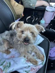 Found/Stray Unknown Dog last seen Gilbert and Lehman, Peoria, IL 61604