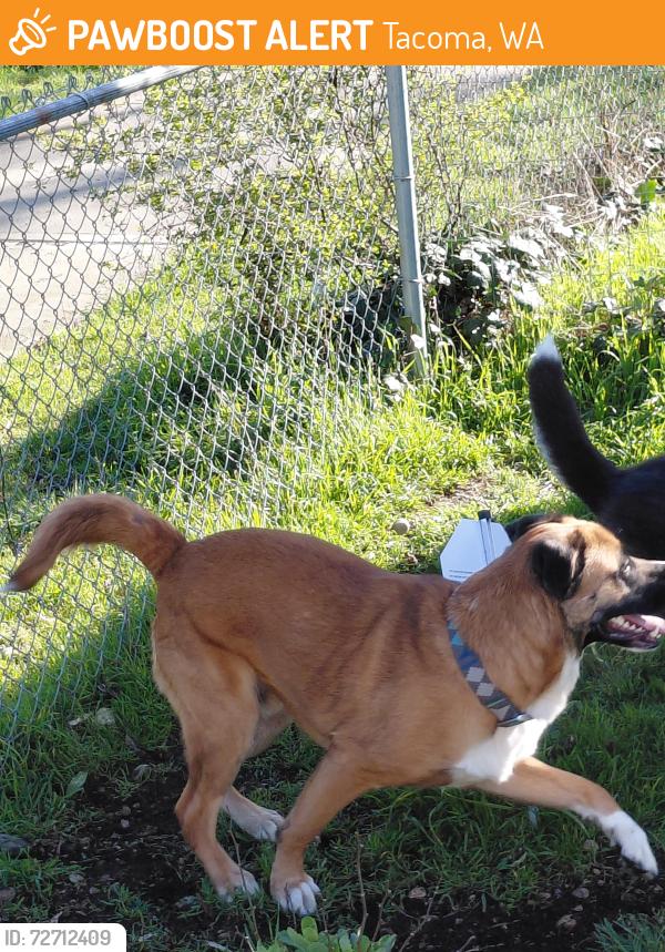Found/Stray Male Dog last seen Warner st tacoma, Tacoma, WA 98418