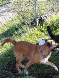 Found/Stray Male Dog last seen Warner st tacoma, Tacoma, WA 98418
