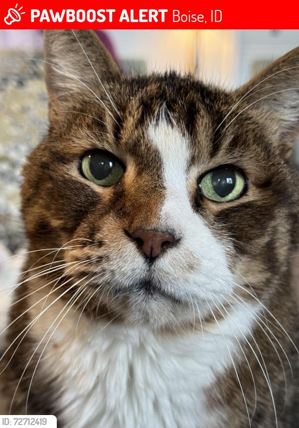 Lost Male Cat last seen Fig St. , Boise, ID 83713