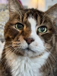 Lost Male Cat last seen Fig St. , Boise, ID 83713