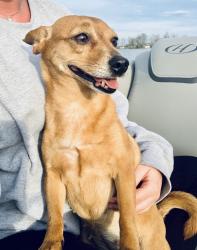 Lost Female Dog last seen Madison Ave & Cherry Street , Lancaster, OH 43130