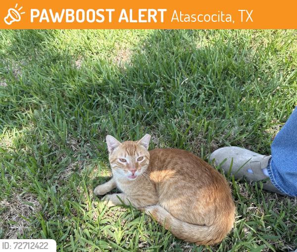 Found/Stray Male Cat last seen Near aboyne lane, Atascocita, TX 77346