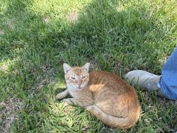 Found/Stray Male Cat last seen Near aboyne lane, Atascocita, TX 77346