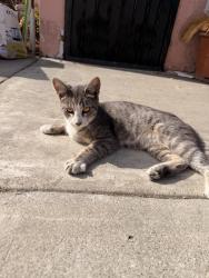 Found/Stray Male Cat last seen Live oak and Atlantic, Cudahy, CA 90201