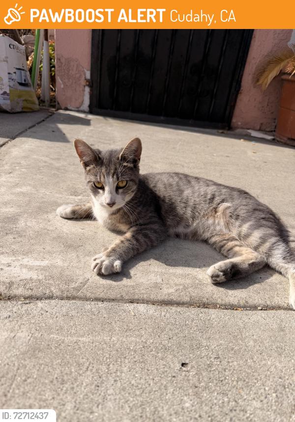 Found/Stray Male Cat last seen Live oak and Atlantic, Cudahy, CA 90201