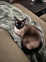 Lost Female Cat last seen In the hses across from Wendy’s , Phoenix, AZ 85029