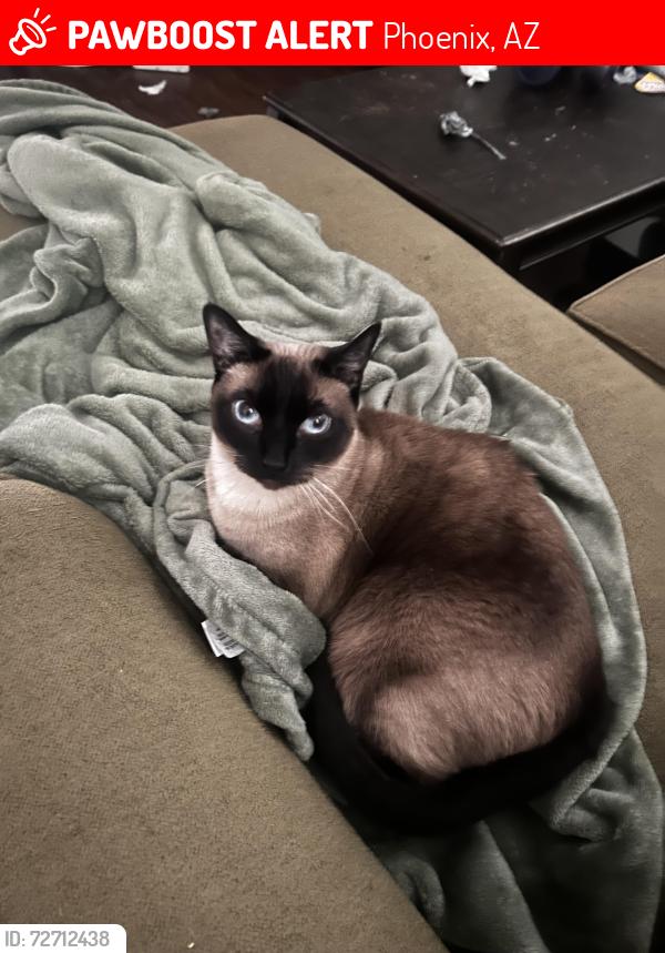 Lost Female Cat last seen In the hses across from Wendy’s , Phoenix, AZ 85029