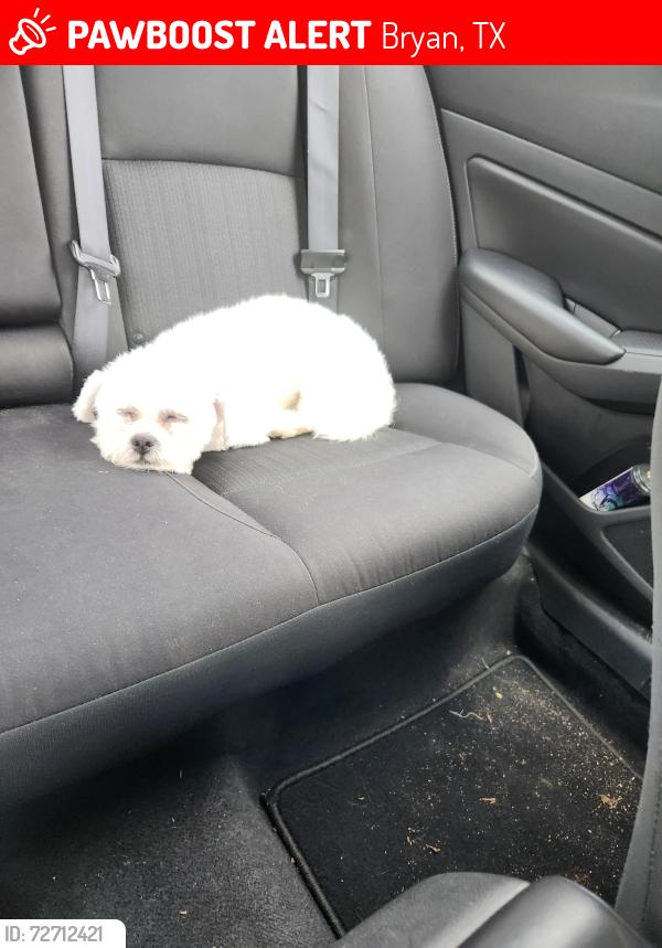 Lost Male Dog last seen South Texas Ave , Bryan, TX 77082
