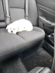 Lost Male Dog last seen South Texas Ave , Bryan, TX 77082