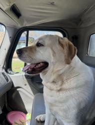Found/Stray Male Dog last seen Sand Hill Road , Montoursville, PA 17754