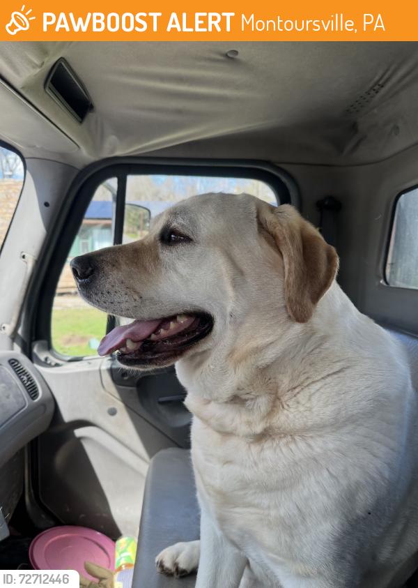 Found/Stray Male Dog last seen Sand Hill Road , Montoursville, PA 17754